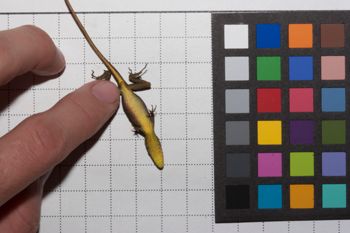 Media type: image;   Herpetology R-186720